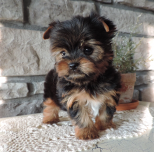 Yorkie puppies searching for loving homes
