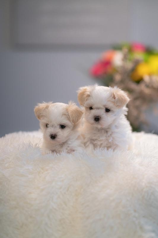Adorable cute little Morkies and Maltese Image eClassifieds4u