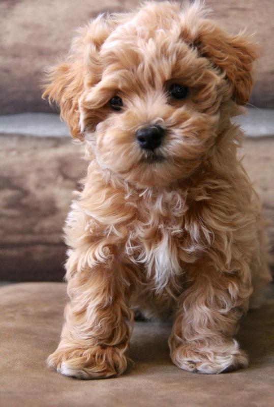 Amazing Maltipoo puppies for new homes Image eClassifieds4u