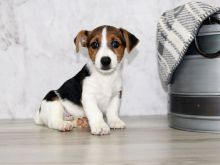 Jack Russell Terrier puppies for re-homing Image eClassifieds4u 2