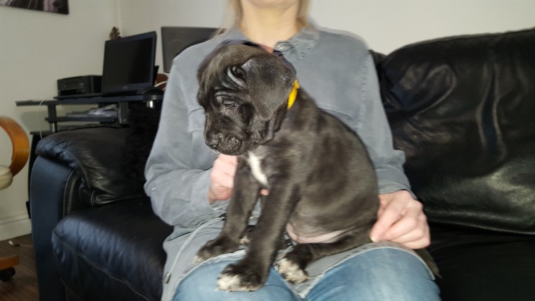 Purebred Cane Corso puppies Image eClassifieds4u