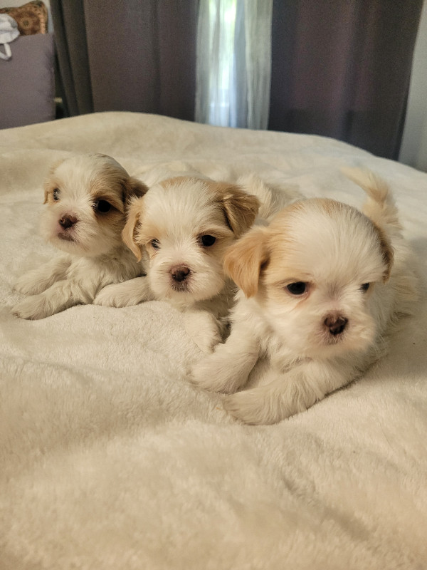 Shichon Puppies ready for their forever homes Image eClassifieds4u