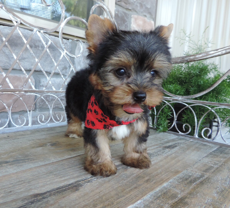 Yorkie puppies searching for loving homes Image eClassifieds4u