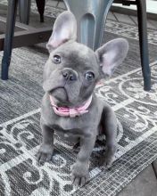 Excellence lovely Male and Female french bulldog Puppies for adoption