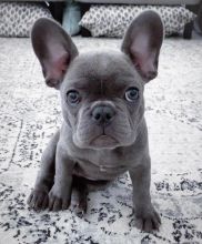 Awesome Potty trained French Bulldog puppies available