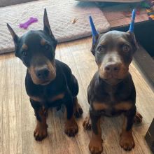 Cute Lovely male and female Doberman Puppies for adoption