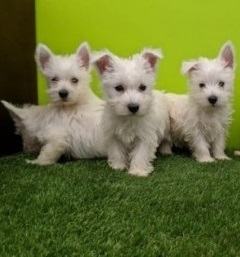 Beautiful West Highland Terrier Puppies Image eClassifieds4u
