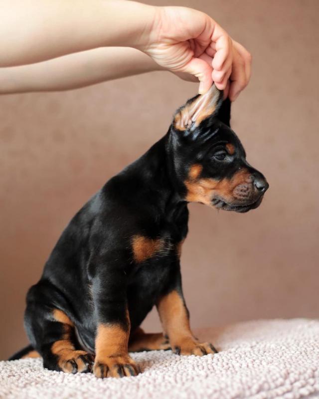 Cute Lovely male and female Doberman Puppies for adoption Image eClassifieds4u