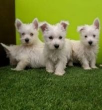 Beautiful West Highland Terrier Puppies Image eClassifieds4u 3