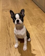 Boston terrier Puppies Available for adoption