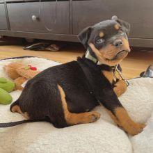 Rottweiler puppies available in good health condition for new homes