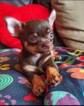 EXCELLENT CHIHUAHUA PUPPIES FOR GREAT HOMES