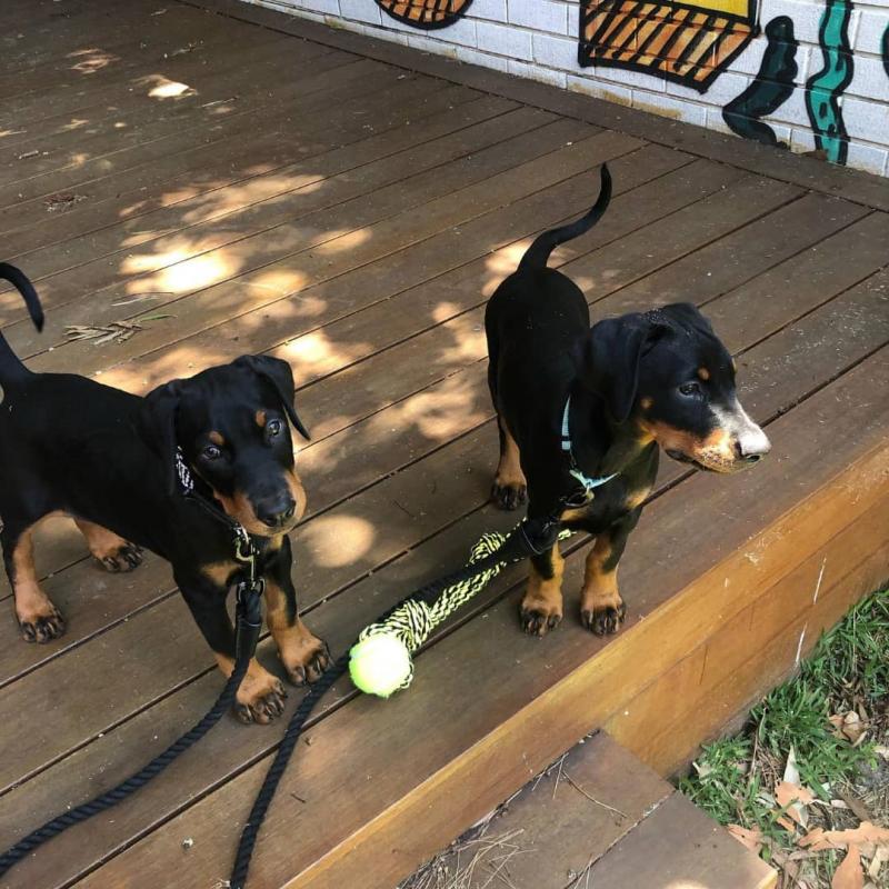 Doberman Pinscher puppies available for adoption. Image eClassifieds4u