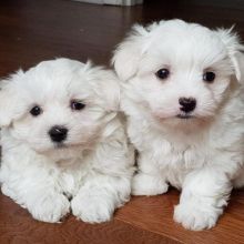 Well trained Maltese puppies for adoption