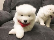 Adorable male and female Samoyed puppies.