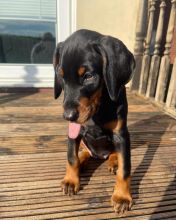 Adorable Miniature Doberman pinscher puppies ready