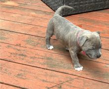 Male and female Blue Nose Pitbull puppies for adoption