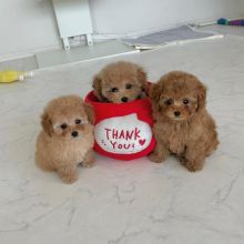 Poodle Puppies For Re-homing