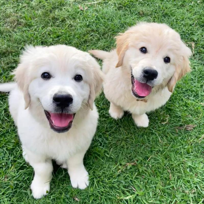 Lovely Male and Female Golden Retriever Image eClassifieds4u
