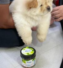 Affectionate Chow Chow Puppies for rehoming Image eClassifieds4U