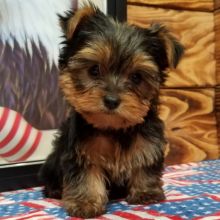 Yorkie puppies For Adoption....