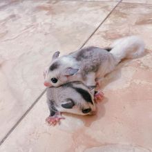 Amazing Sugar gliders