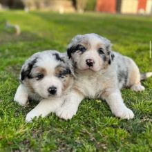 Aussies Ready For New Homes