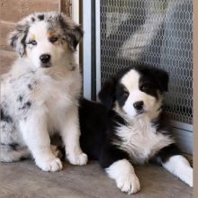 Australian shepherd puppies ready for rehoming