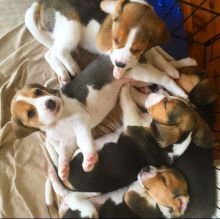 Beagles puppies ready to go their forever homes