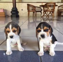 Beautiful Beagle Puppies Ready for Rehoming