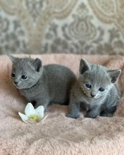 Beautiful Russian Blue Kittens