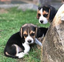 Ready to good homes Beagles
