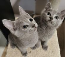 Russian Blue Kittens