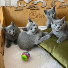 Sweet and Amazing Kittens