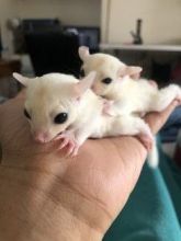 Sweet and lovely gliders