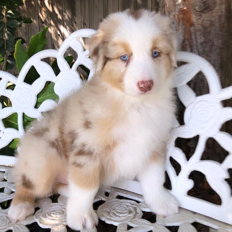 Aussies Puppies Image eClassifieds4u