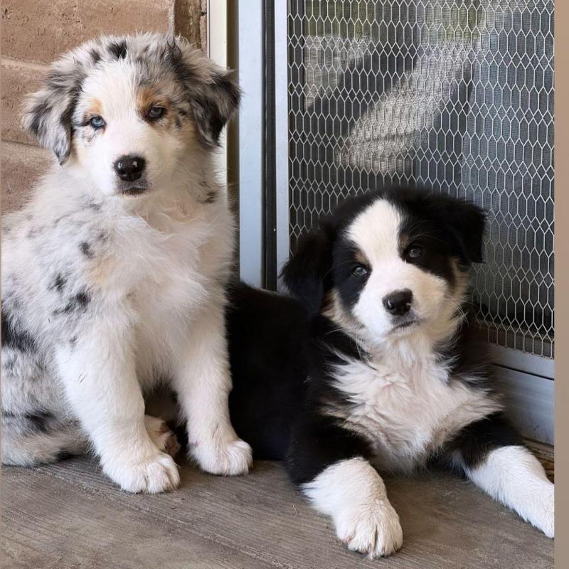 Australian shepherd puppies ready for rehoming Image eClassifieds4u