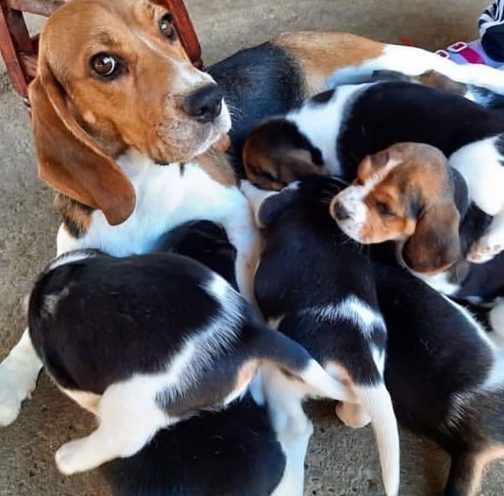 Beagle puppies for rehoming Image eClassifieds4u