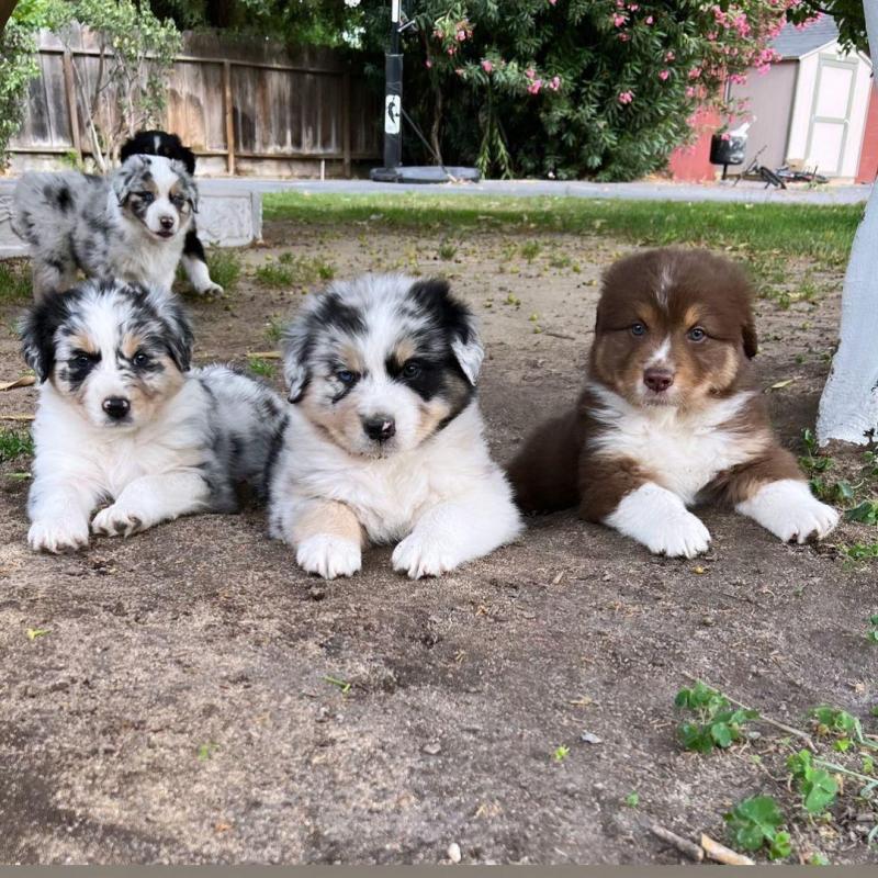Beautiful Australian Shepherd Ready To Go Image eClassifieds4u