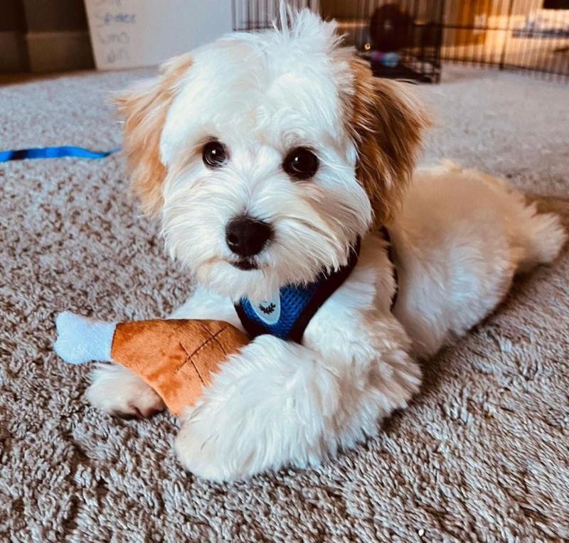 lovely Male and Female Havanese Puppies for adoption Image eClassifieds4u