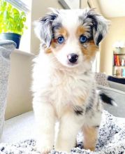 Aussies Puppies Image eClassifieds4u 1