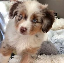 Aussies Puppies Image eClassifieds4u 3