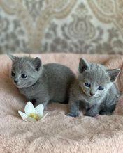 Beautiful Russian Blue Kittens Image eClassifieds4U