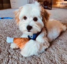 lovely Male and Female Havanese Puppies for adoption Image eClassifieds4U