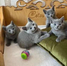 Lovely Russian Blue Image eClassifieds4U