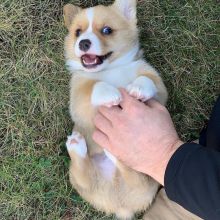 Pembroke Welsh Corgi Puppies Available Image eClassifieds4U