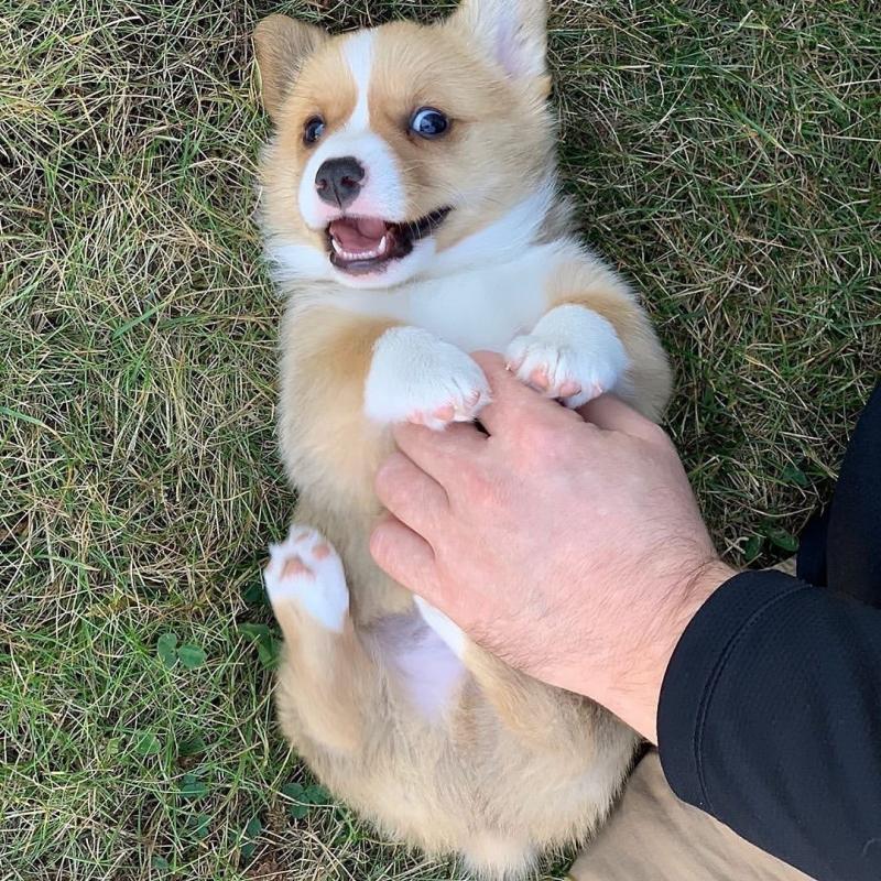 Pembroke Welsh Corgi Puppies Available Image eClassifieds4u