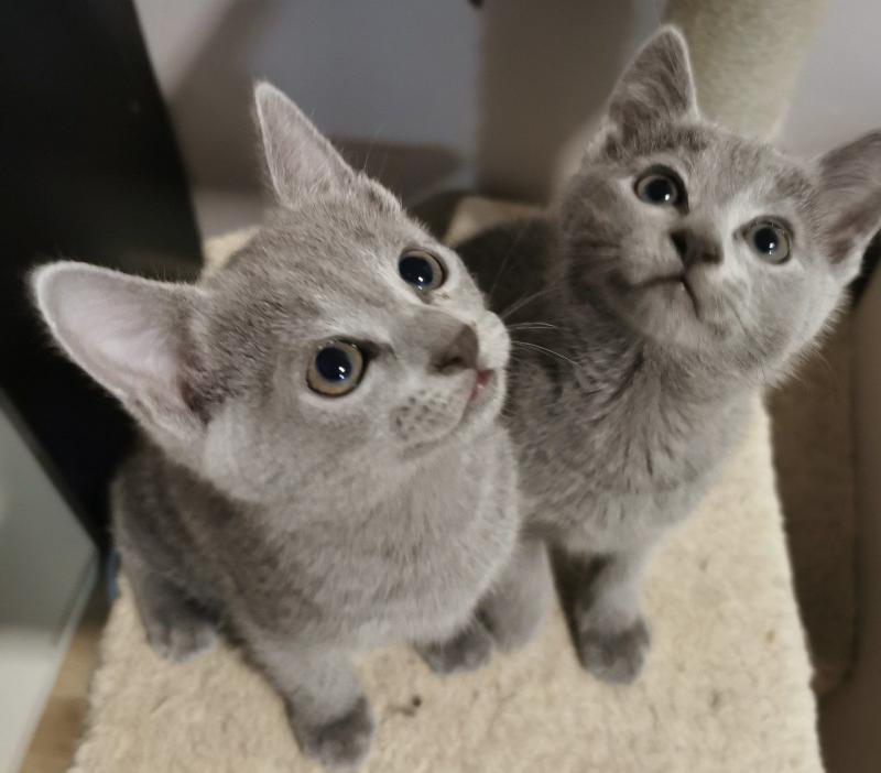 Russian Blue Kittens Image eClassifieds4u