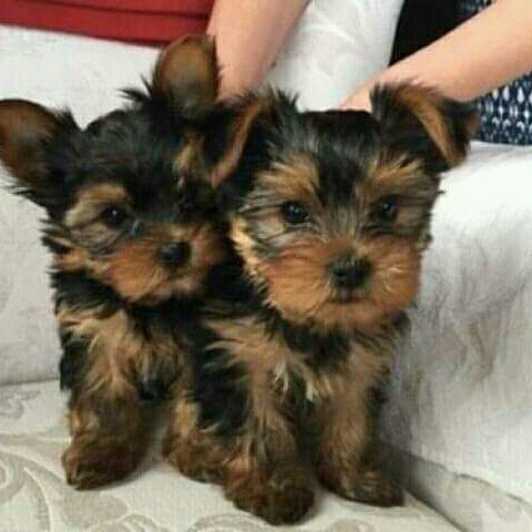 Cute And Adorable Teacup Yorkie Puppies For Free Adoption Image eClassifieds4u