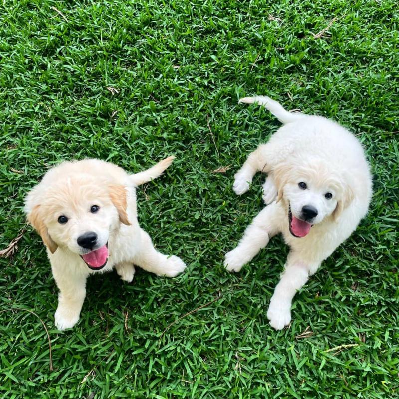 Golden retriever puppies for adoption Image eClassifieds4u